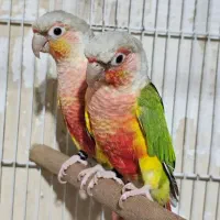 طوطی گرینچیک آناناسی Red faktor مولد