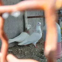 کفترطوقی جفت