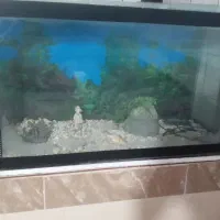 آکواریوم یک متری|ماهی|تربت‌حیدریه, قاسم آباد|دیوار