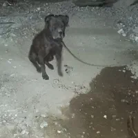 سگ باکسر|سگ|جیرفت, |دیوار