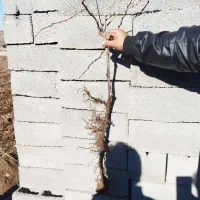 تولیــدوتوزیــع نــهال