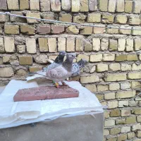 کبوتر|پرنده|تاکستان, |دیوار