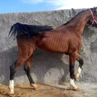 فروش نریان ۴ قلم ۳ ساله ۶ دنگ ‌سرودمگیر آینده  دار