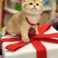 گربه اسکاتیش برتیش از پدر و مادر وارداتی