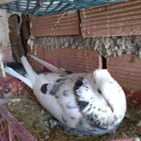 این جفت گم شدن