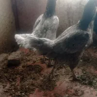 فروش دومرغ لاری اصل رنگ استثنا|حیوانات مزرعه|بانه, |دیوار