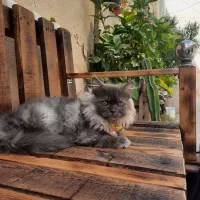 گربه پرشین دو نیم ماهه به اسم فسقلی فروشی10میلیون