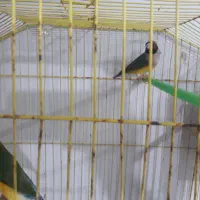 پرنده