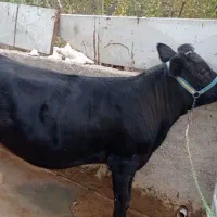 گوساله ماده