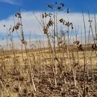 درخت گردو سه ساله