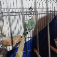 طوطی برزیلی نر|پرنده|املش, |دیوار