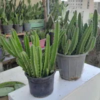 استاپلیا ( گل ستاره ای)|گل و گیاه طبیعی|تهران, مجیدیه|دیوار