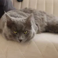 گربه راشن بلو نر جهت جفتگیری