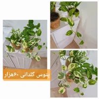 گلهای آپارتمانی|گل و گیاه طبیعی|رشت, پل تالشان|دیوار