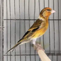 سهره قناری نر مست|پرنده|قزوین, |دیوار