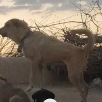 سگ پژدر