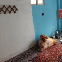 اجاره سوئیت50متری روستامحمودآباد|اجارهٔ آپارتمان|سرخرود, |دیوار