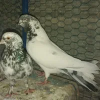 کفتر پرشی گرو|پرنده|اصفهان, امین‌آباد|دیوار