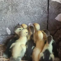 جوجه اردک اسراییلی ده روزه