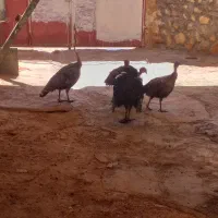 بوقلمون|پرنده|کوهدشت, |دیوار