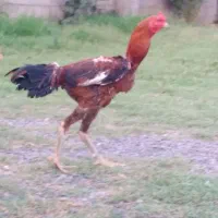 خروس لاری افغان