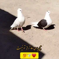 معاوضه کبوتر|پرنده|پلدختر, |دیوار