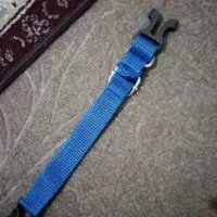 قلاده سگ|لوازم جانبی حیوانات|لاهیجان, بوجایه|دیوار