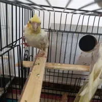 جوجه عروس و نر یه ساله