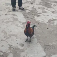 خروس بومی چهل تاج|حیوانات مزرعه|اصفهان, ارداجی|دیوار