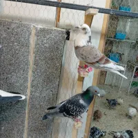 کبوتر چخ جدید رسید