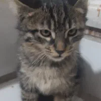 بچه گربه ۳ماهه خانگی باهوش|گربه|مشهد, انصار|دیوار