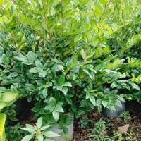 یاس هلندی آماده فروش|گل و گیاه طبیعی|چابکسر, |دیوار