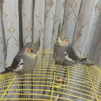 عروس هلندی|پرنده|اصفهان, کساره|دیوار