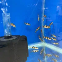 ماهی و آکواریوم و لوازم|ماهی|زنجان, |دیوار