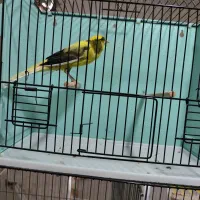 قناری رسمی بلند|پرنده|درگزین, |دیوار