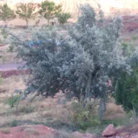 باغ با اب چشمه مناسب باغ ویلا وکارهای صنعتی|فروش خانه و ویلا|ملک‌آباد, |دیوار