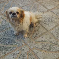 سگ پاپی