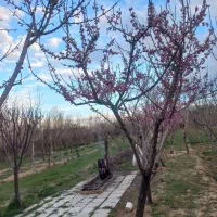 زمین مزروعی دارای آب ملکیتی نزدیک صنعتی ایبک آباد