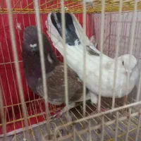 پرشی|گربه|یزد, |دیوار