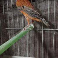 قناری نر سوخته قدار|پرنده|اردبیل, |دیوار