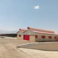 اجاره گاوداری 200 راسی|اجارهٔ دفتر صنعتی، کشاورزی، تجاری|شیروان (لرستان), |دیوار