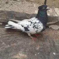 کفتر|پرنده|چناران, |دیوار