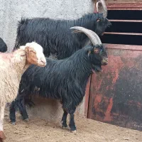 نربزدوساله گوش برنجی شاخ انبری. قوچ  تخمی سه ساله|حیوانات مزرعه|خمین, |دیوار