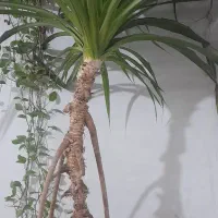 فروش گل|گل و گیاه طبیعی|یزد, |دیوار