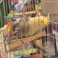 جفت عروس هلندی به همراه جوجه
