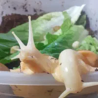 حلزون آچاتینا مولد و خاویار حلزون