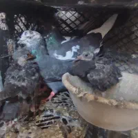 کفتر یا کبوتر نروماده جوجه دار|پرنده|پاکدشت, پاکدشت (مامازند)|دیوار