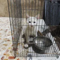 واگذاری رایگان