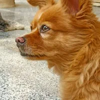 پانسیون سگ چهارسو