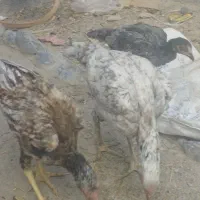 مرغ